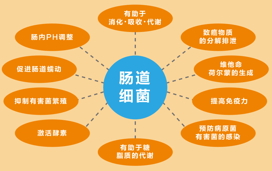 肠道细菌的主要活动