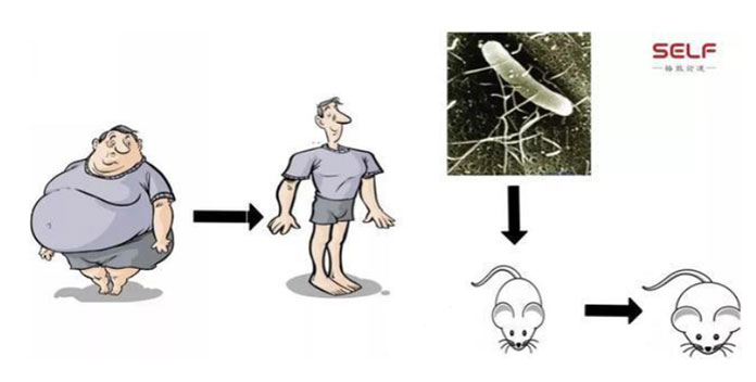 治疗顽固性便秘,减少身体脂肪