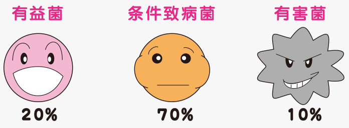 肠内细菌比例