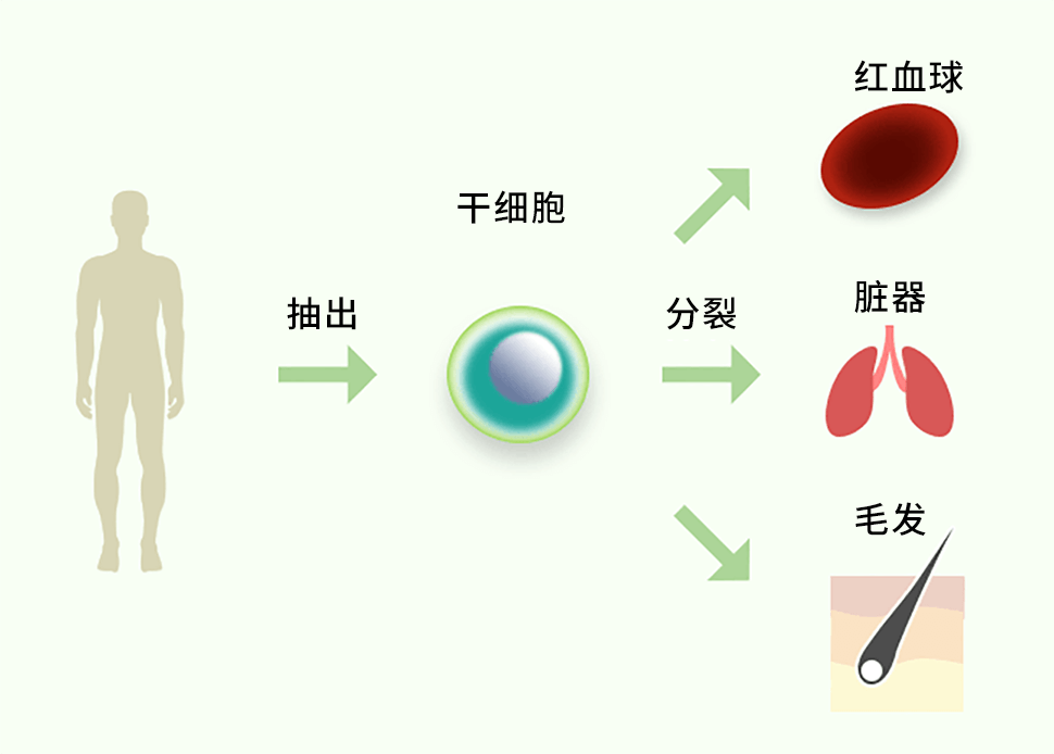 再生医疗图解